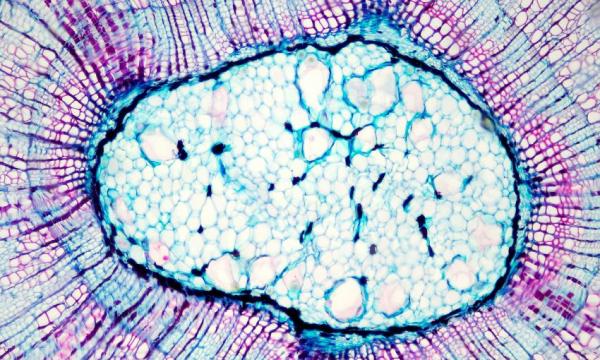 Bando di ammissione per Scienze Biologiche per l'a.a 2026/2027.